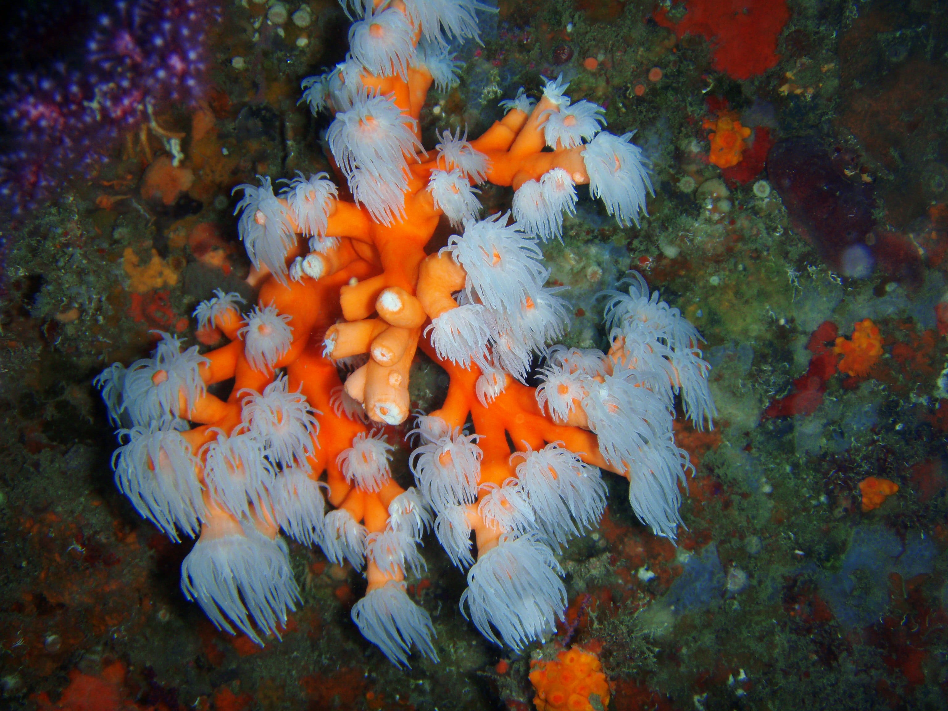 coral in estepona