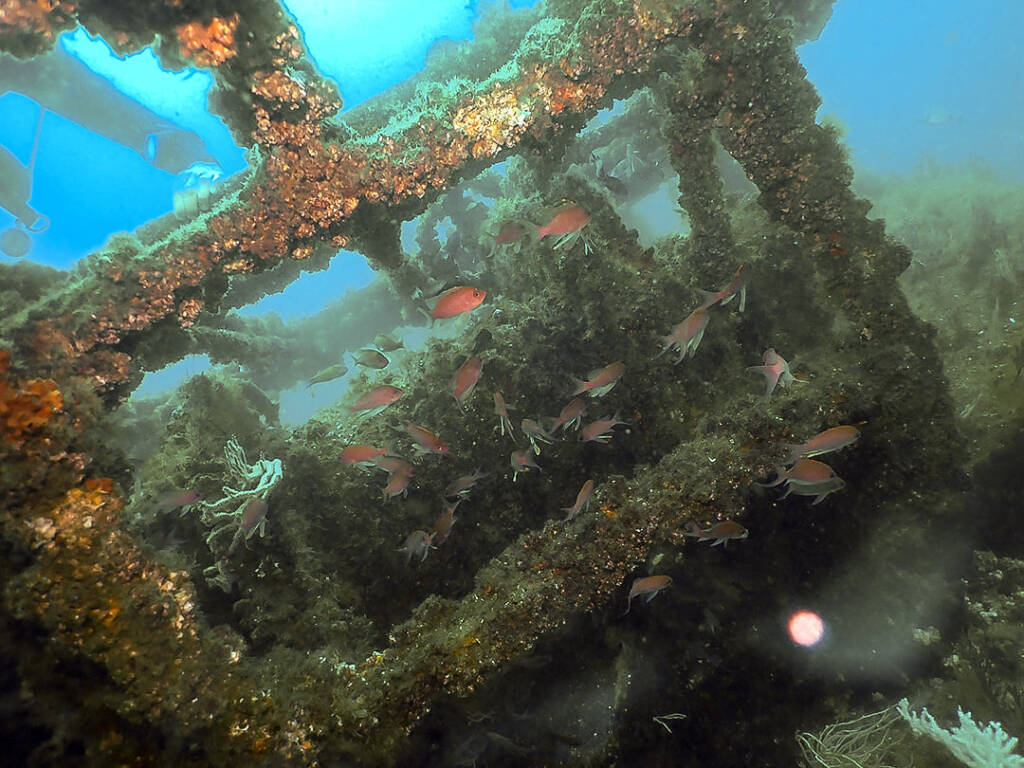 gibraltar wreck diving