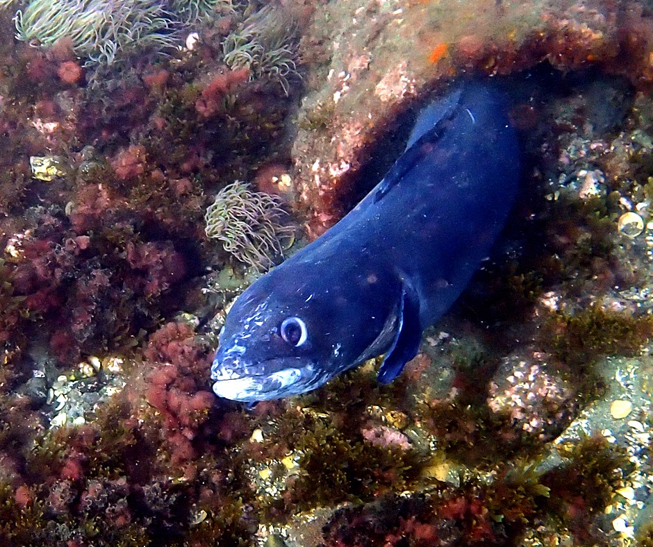 our conger eel friend pepe