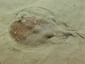 electric ray