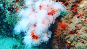 soft coral 2